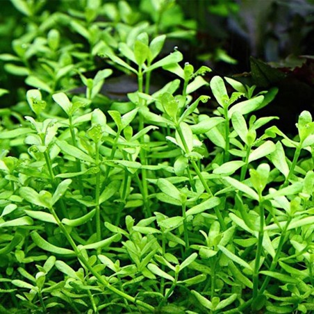 Bacopa Monnieri