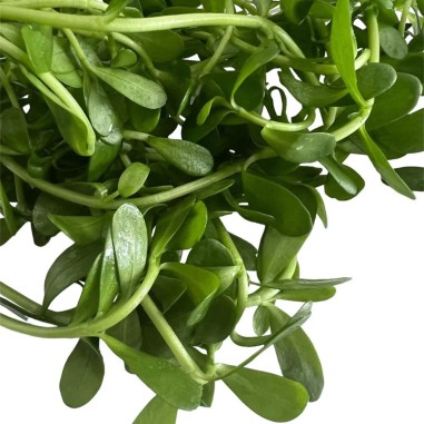 Bacopa Monnieri