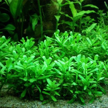 Bacopa Monnieri Compacta