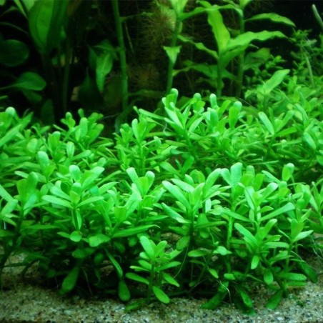 Bacopa Monnieri Compacta