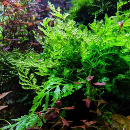 Bolbitis Heudelotii