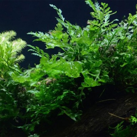 Bolbitis Heudelotii
