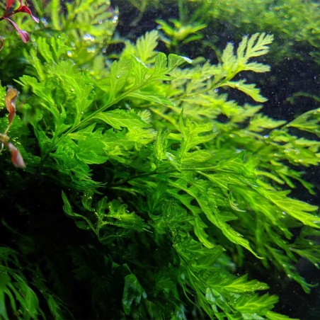 Bolbitis Heudelotii