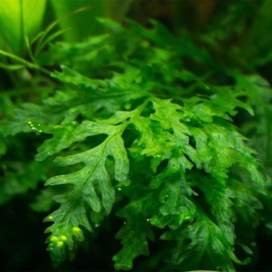 Bolbitis Heudelotii