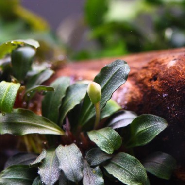 Bucephalandra "Mini Red"