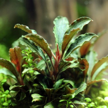 Bucephalandra "Mini Red"