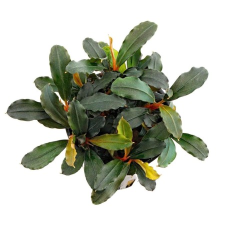 Bucephalandra "Mini Red"