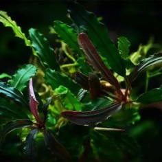 Bucephalandra Biblis 2