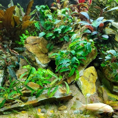Bucephalandra Biblis