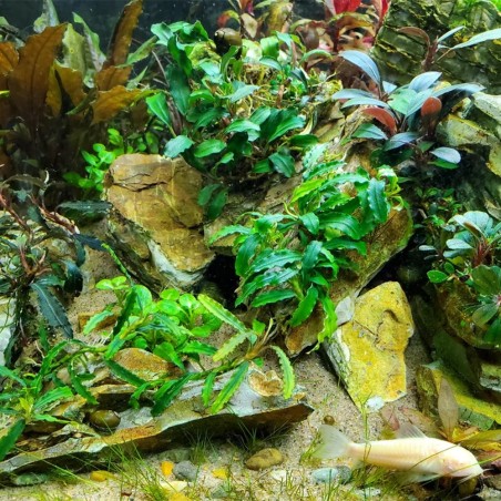 Bucephalandra Biblis Bucephalandra Biblis