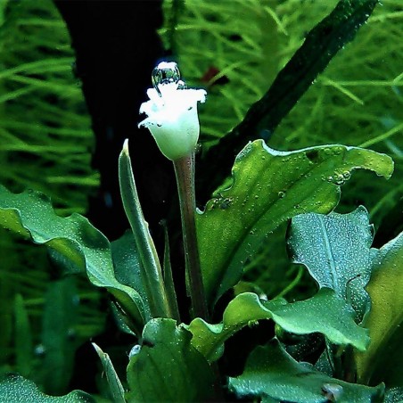 Bucephalandra Green Velvet