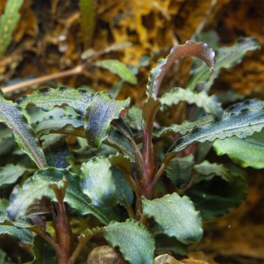 Bucephalandra Kedagang