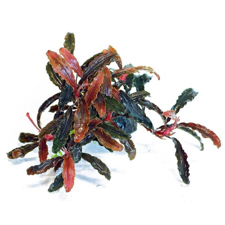 Bucephalandra Kedagang