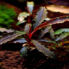 Bucephalandra Kedagang in vitro 2