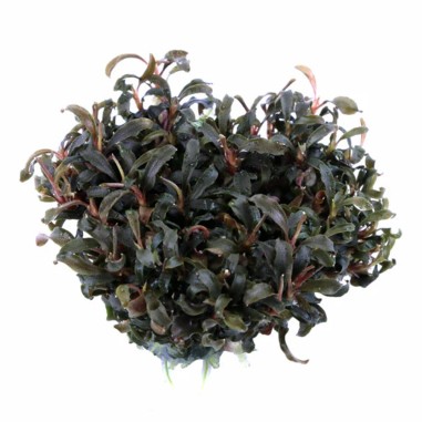 Bucephalandra Kedagang in vitro