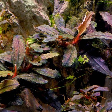 Bucephalandra Lamandau