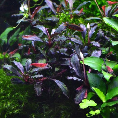 Bucephalandra Lamandau