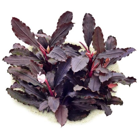 Bucephalandra Lamandau