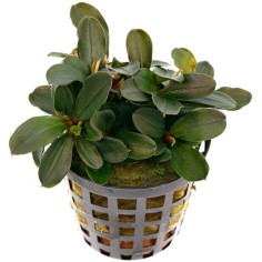 Bucephalandra Theia