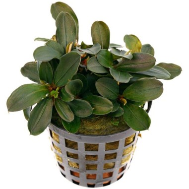 Bucephalandra Theia