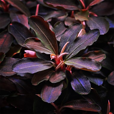 Bucephalandra Theia