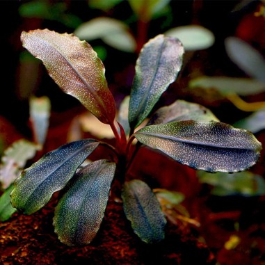 Bucephalandra Theia