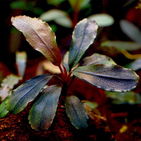 Bucephalandra Theia
