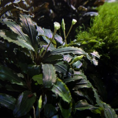 Bucephalandra Theia Green