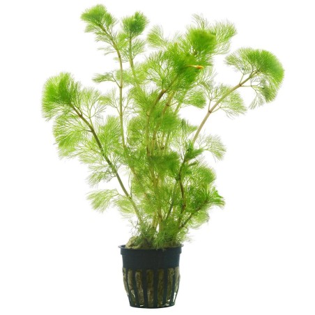 Cabomba Aquatica