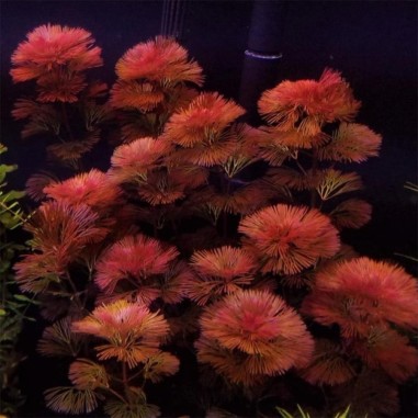 Cabomba Furcata (Piauhyensis)
