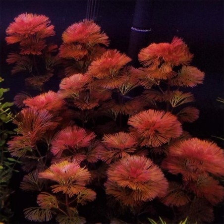 Cabomba Furcata (Piauhyensis)