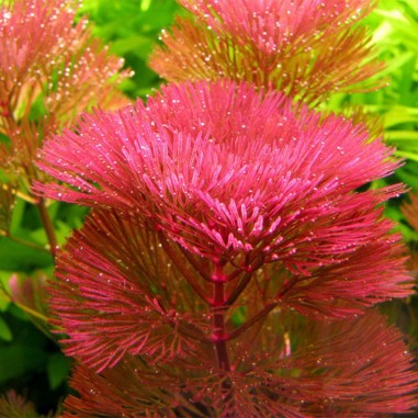 Cabomba Furcata (Piauhyensis)