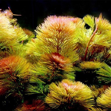 Cabomba Furcata (Piauhyensis)
