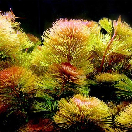 Cabomba Furcata (Piauhyensis)