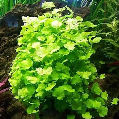 Cardamine Lyrata