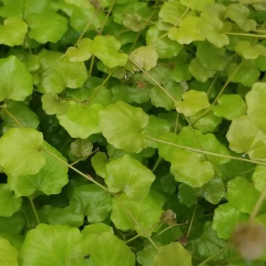 Cardamine Lyrata