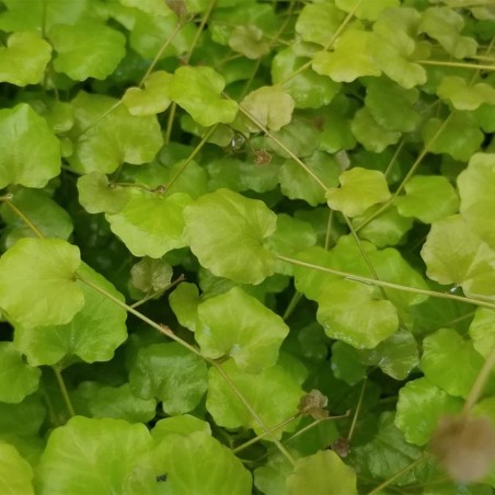Cardamine Lyrata