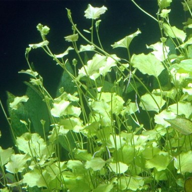 Cardamine Lyrata