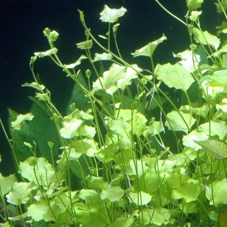 Cardamine Lyrata