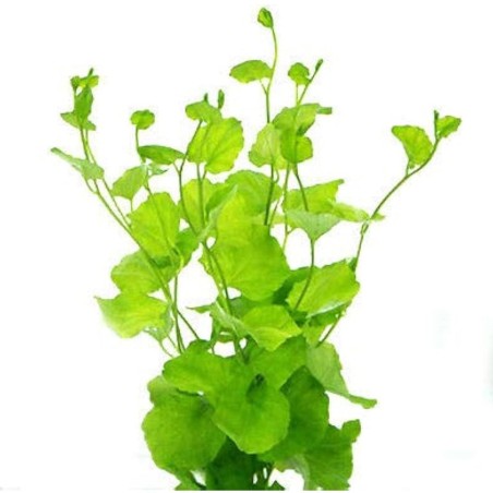 Cardamine Lyrata