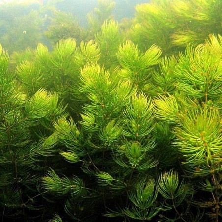 Ceratophyllum Demersum