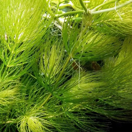 Ceratophyllum Demersum