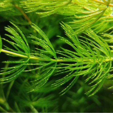 Ceratophyllum Demersum