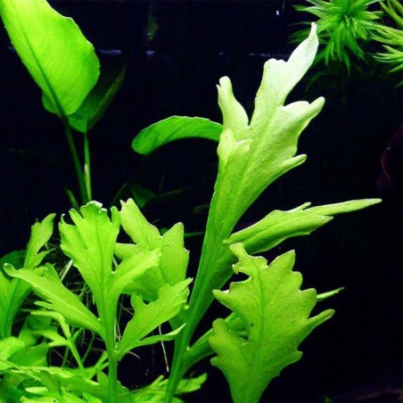 Ceratopteris Cornuta