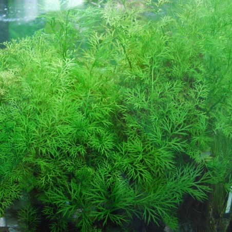 Ceratopteris Thalictroides