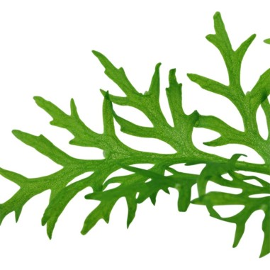 Ceratopteris Thalictroides