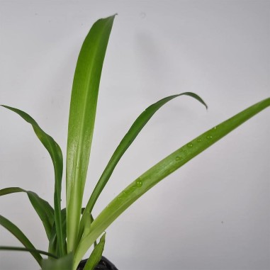 Chlorophytum "Green"