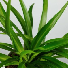 Chlorophytum "Green" 2