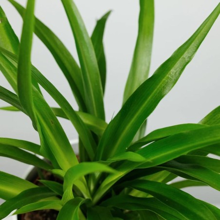 Chlorophytum "Green"