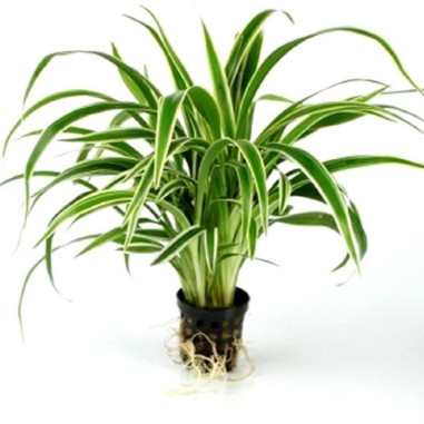 Chlorophytum bichetii